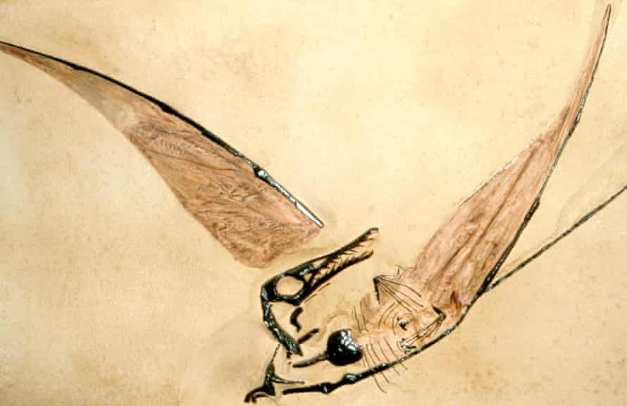 Fóssil de um pterodáctilo jurássico.