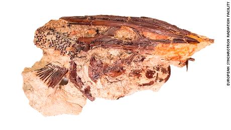 Peixes de remo do sítio fóssil de Tanis. 