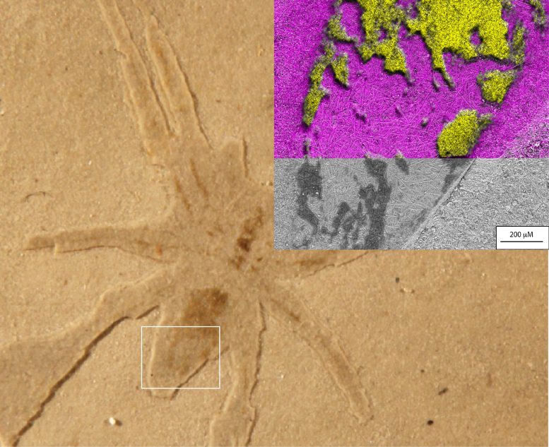 Fóssil da aranha Aix-en-Provence com diatomáceas
