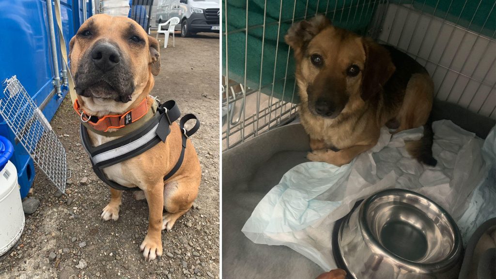 Uma instituição de caridade animal diz que mais de 100 cães de abrigo que sobreviveram à fome na Ucrânia devastada pela guerra se mudaram para a fronteira da Polônia