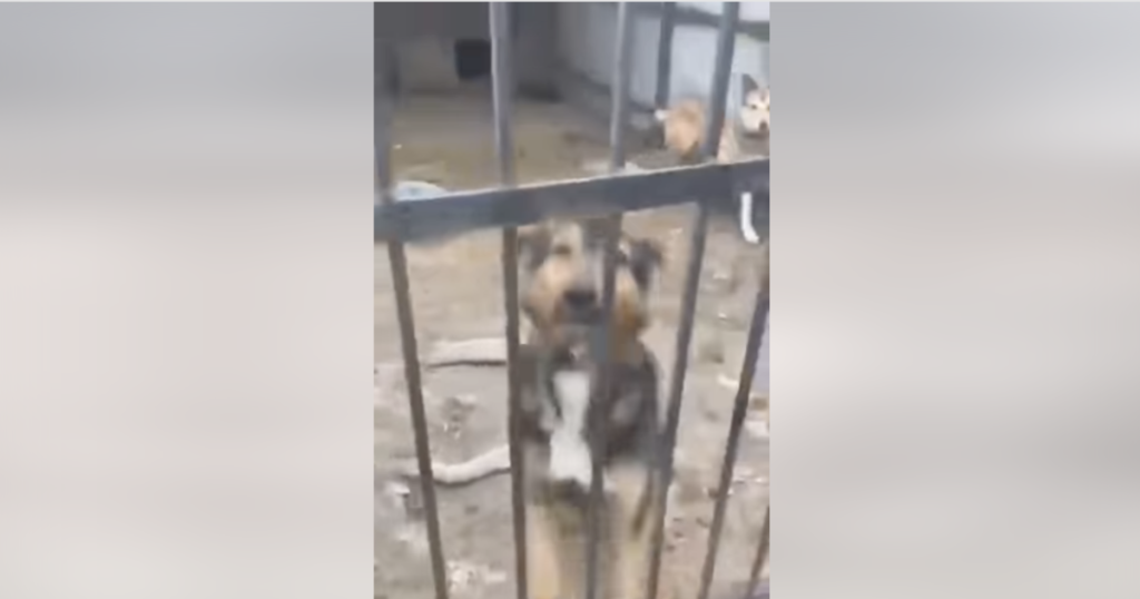 Uma instituição de caridade diz que mais de 300 cães foram encontrados mortos em um abrigo ucraniano após semanas sem comida ou água devido à guerra.