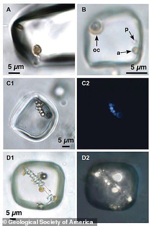 Microrganismos em inclusões fluidas primárias individuais em halita da Formação Brown, Austrália Central