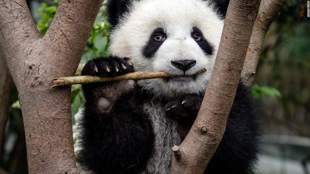 Pandas desenvolveram sua característica mais desconcertante há pelo menos 6 milhões de anos