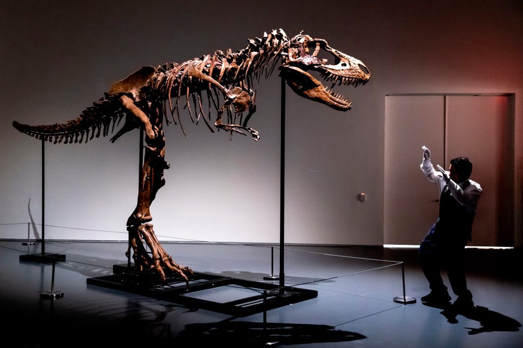 Funcionário da Sotheby's de Nova York mostra o tamanho de um esqueleto de Gorgossauro, o primeiro a ser leiloado.