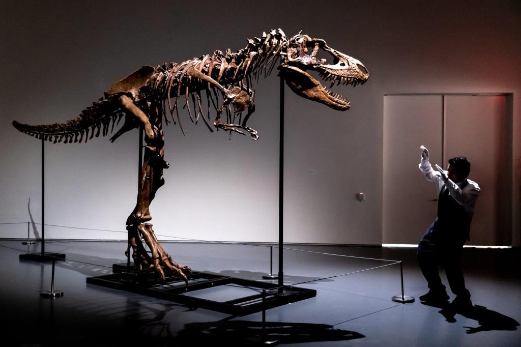 Esqueleto de um gorgossauro de 76 milhões de anos vai a leilão