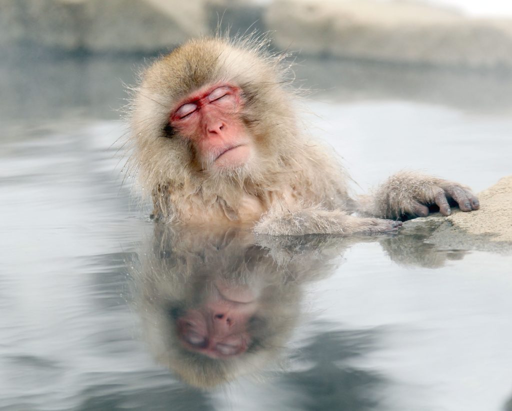Uma cidade japonesa está sob ataque de macacos violentos: eles são muito inteligentes