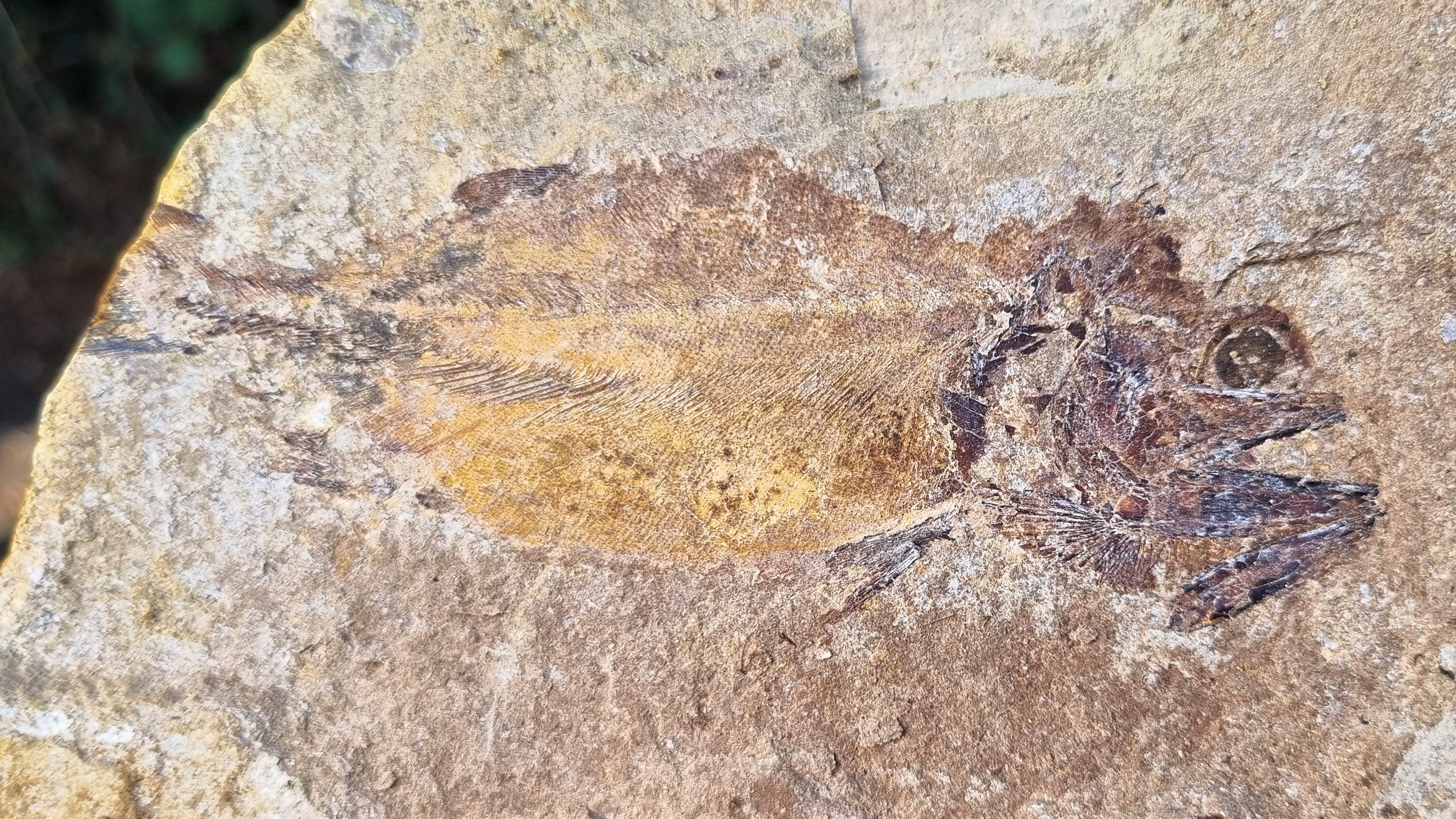 Vista detalhada das escamas de um peixe fossilizado encontrado no local.