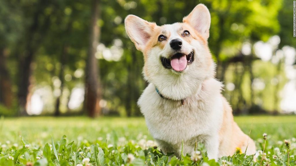 Pesquisa mostra que cães choram quando se reencontram com seus donos