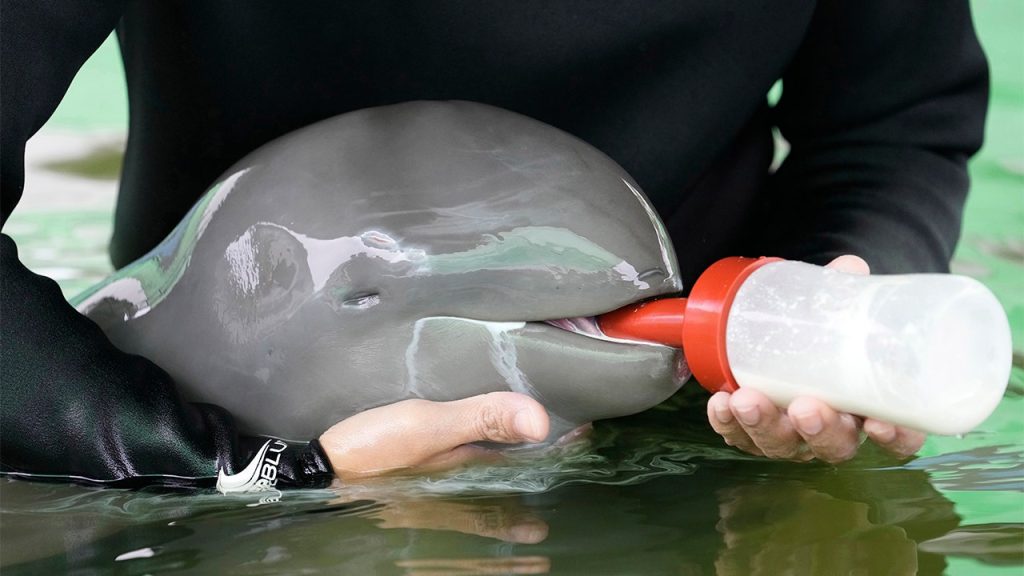 Um golfinho doente com uma ‘baixa’ chance de sobrevivência é tratado até se recuperar na Tailândia.