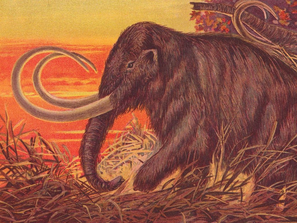 O mamute lanoso retorna.  Devemos comê-los?