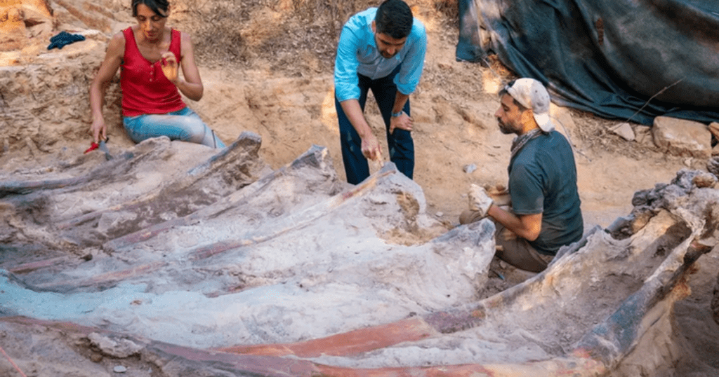 Um esqueleto de dinossauro de 82 pés de comprimento foi encontrado no quintal de um homem em Portugal.  Pode ser o maior de todos os tempos na Europa.