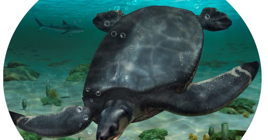 Fósseis de uma tartaruga marinha do tamanho de um carro da era dos dinossauros foram descobertos na Espanha